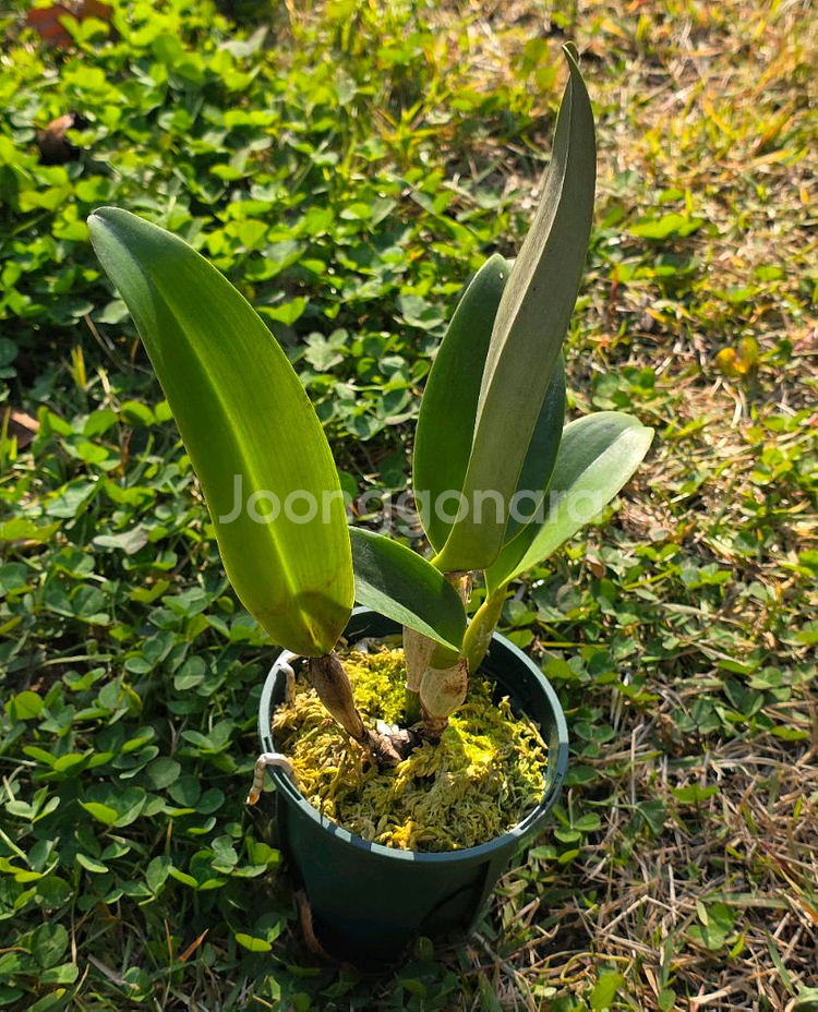 카틀레야 / Rhyncholaeliocattleya Haw Yuan Rose--1