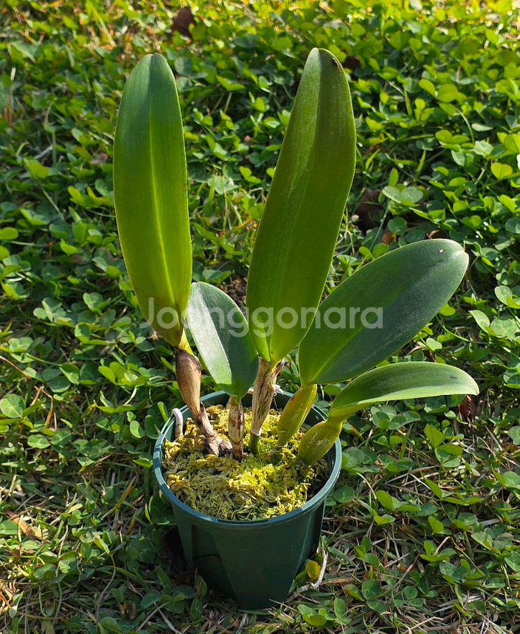 카틀레야 / Rhyncholaeliocattleya Haw Yuan Rose--3