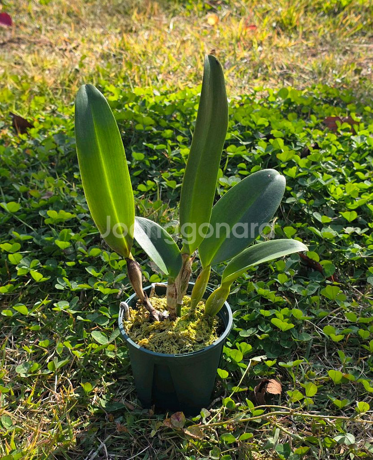 카틀레야 / Rhyncholaeliocattleya Haw Yuan Rose--2