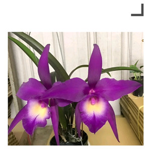 카틀레야 / Rhynchobrassoleya TLDC Divine Phoenix