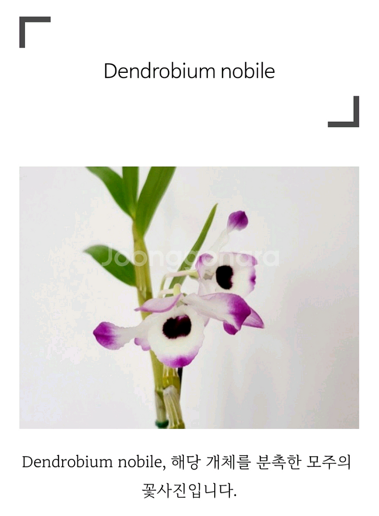 덴드로비움 / Dendrobium nobile--0