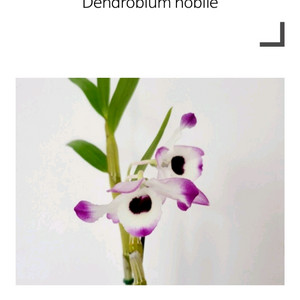 덴드로비움 / Dendrobium nobile
