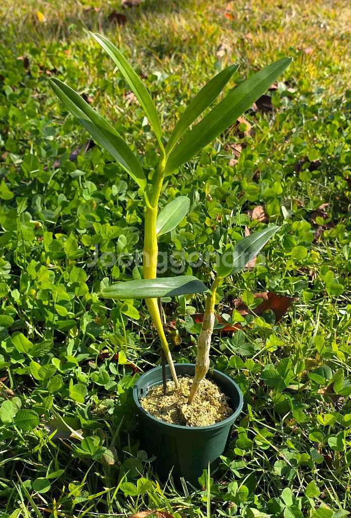 덴드로비움 / Dendrobium nobile--2