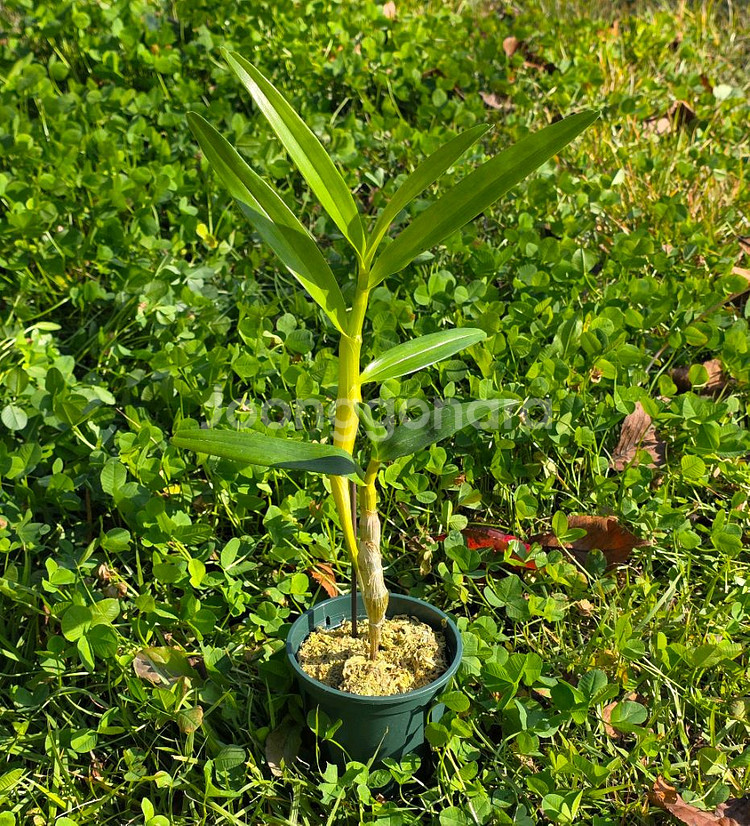 덴드로비움 / Dendrobium nobile--1