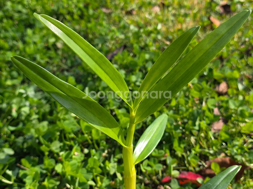 덴드로비움 / Dendrobium nobile--3