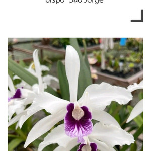 카틀레야 / Cattleya purpurata roxo- bispo Sao Jorge