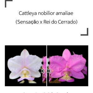 카틀레야 / Cattleya nobilior amaliae (Sensao X Rei do Cerrado)