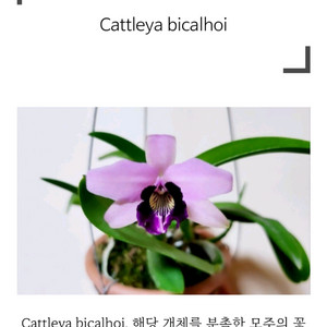 카틀레야 / Cattleya bicalhoi