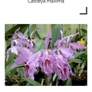 카틀레야 / Cattleya maxima
