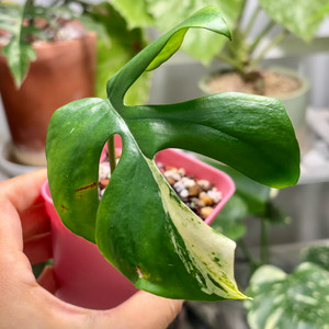 몬스테라 히메설린