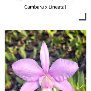 Cattleya walkeriana (Flama D. Leda Carina)x(Flama Cambara Linea)