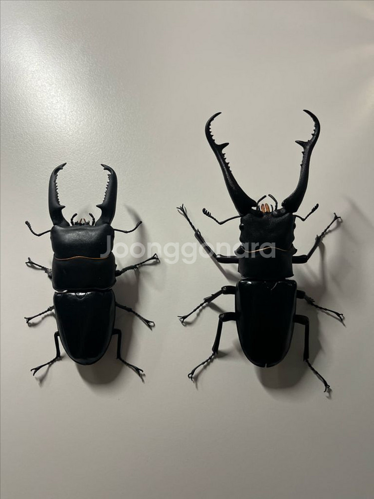 반다이 생물대도감 팔라완 사슴벌레--0