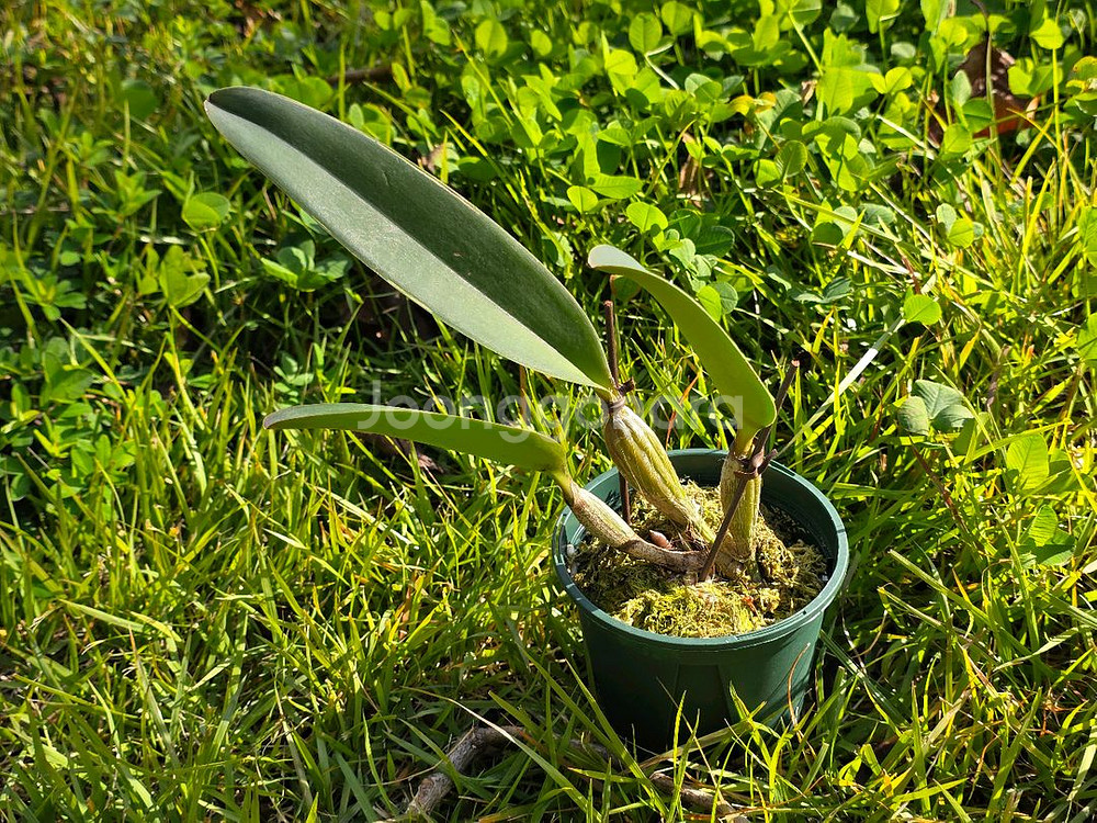 카틀레야 / Cattleya lueddemanniana X sib--1