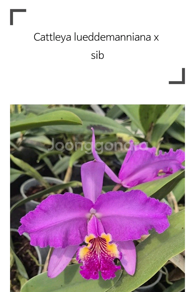 카틀레야 / Cattleya lueddemanniana X sib--0