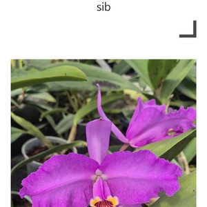 카틀레야 / Cattleya lueddemanniana X sib