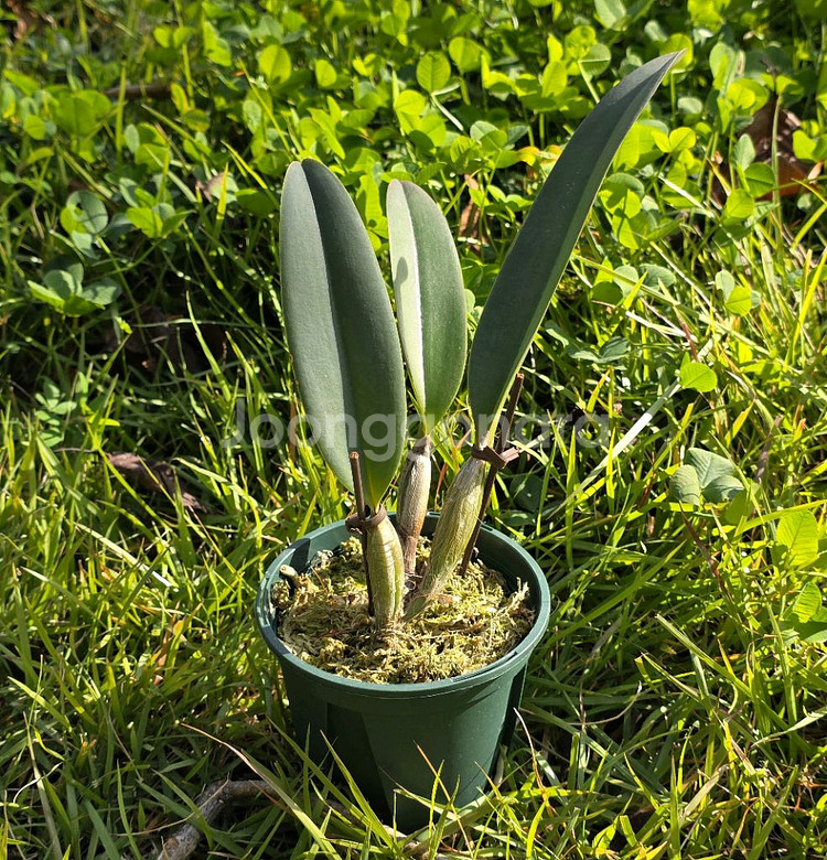 카틀레야 / Cattleya lueddemanniana X sib--3