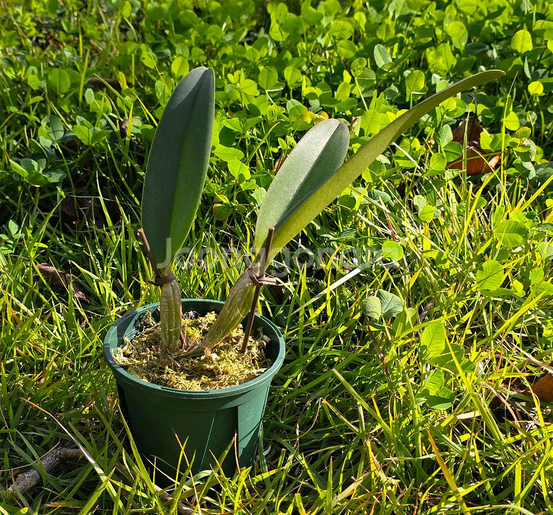 카틀레야 / Cattleya lueddemanniana X sib--2