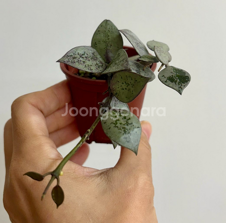 호야 라쿠노사 로얄플래쉬--1