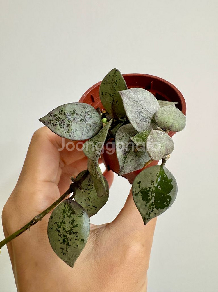 호야 라쿠노사 로얄플래쉬--0