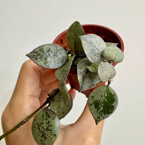 호야 라쿠노사 로얄플래쉬