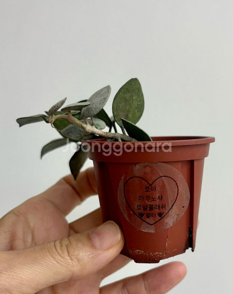 호야 라쿠노사 로얄플래쉬--2