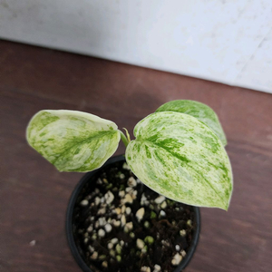 스킨답서스 피썬