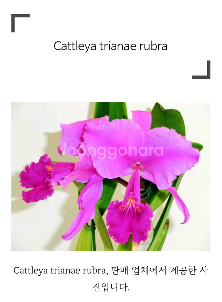 카틀레야 / Cattleya trianae rubra--0