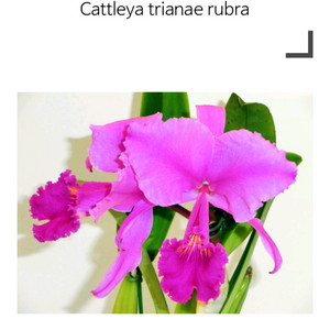 카틀레야 / Cattleya trianae rubra