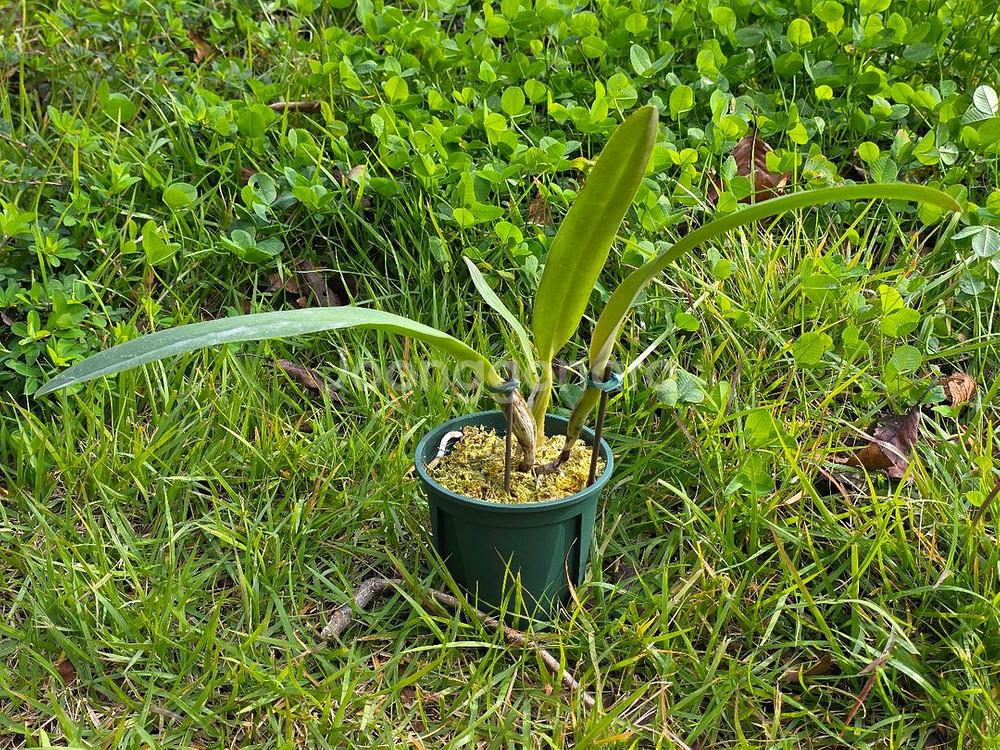 카틀레야 / Cattleya trianae rubra--3