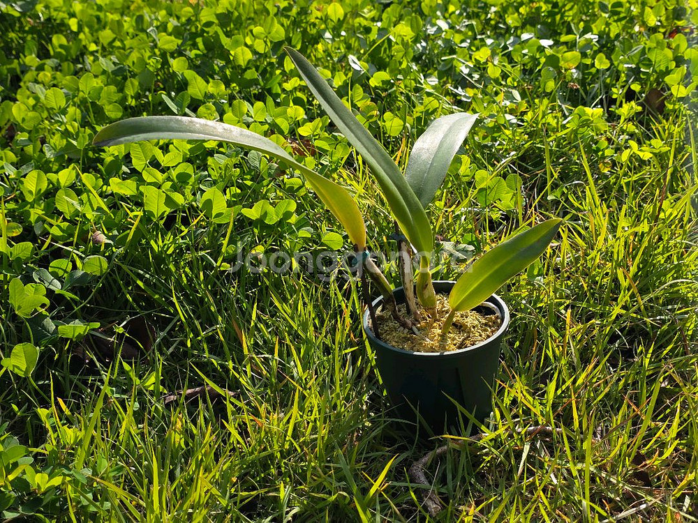 카틀레야 / Cattleya trianae rubra--2