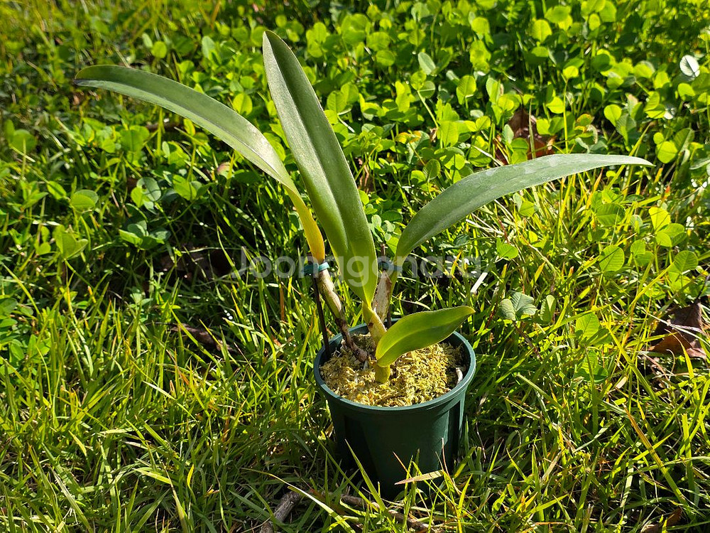 카틀레야 / Cattleya trianae rubra--1