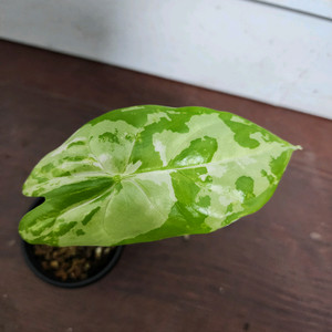 (무천!!) 알로카시아 아큐미나타 화이트 알보 바리에가타