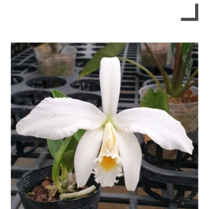 카틀레야 / Cattleya jongheana alba X sib