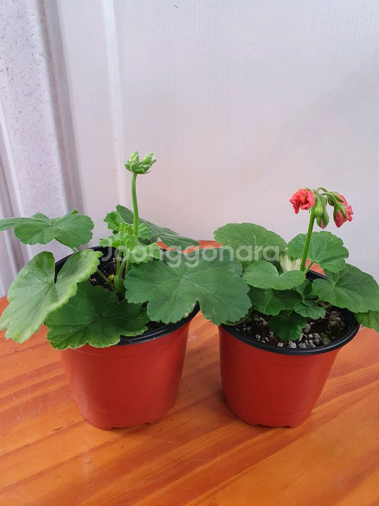 제라늄 2종 아랑은,송살구--0