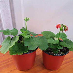 제라늄 2종 아랑은,송살구