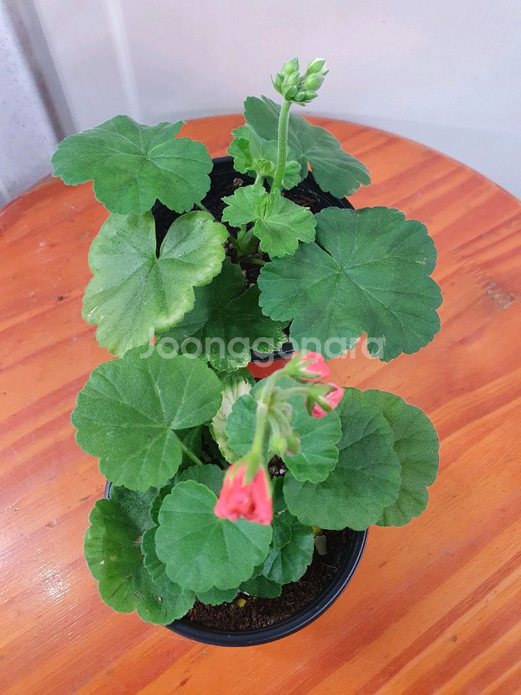 제라늄 2종 아랑은,송살구--1