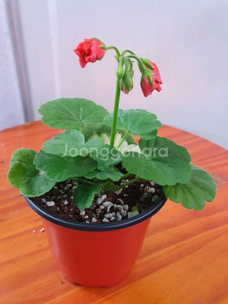 제라늄 2종 아랑은,송살구--3