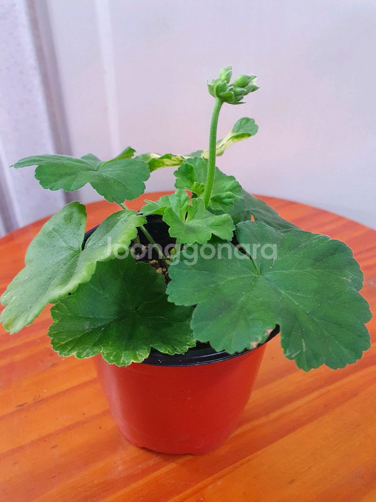 제라늄 2종 아랑은,송살구--2