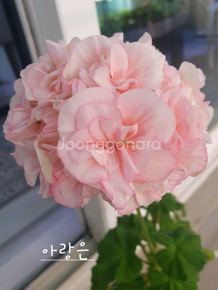 제라늄 2종 아랑은,송살구--4