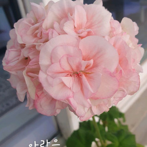 제라늄 2종 아랑은,송살구