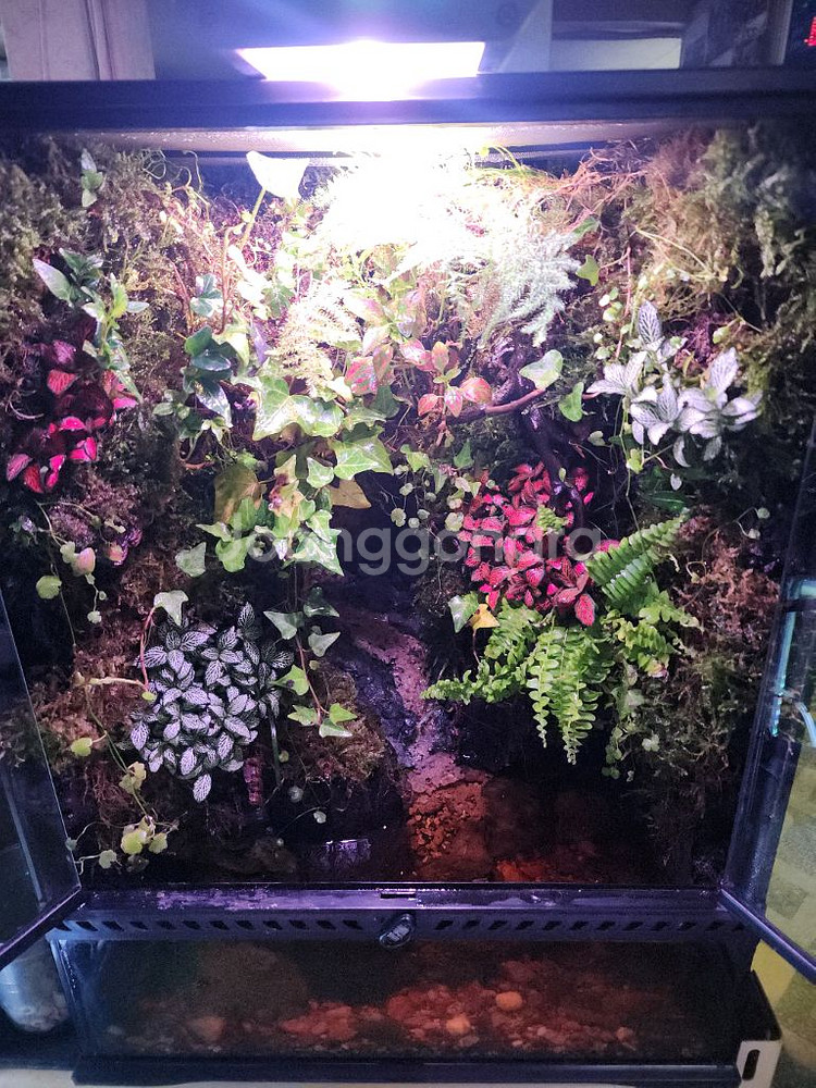 대형 정글 계곡뭂 팔루다리움 사육장--0