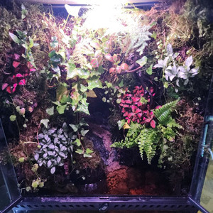 대형 정글 계곡뭂 팔루다리움 사육장