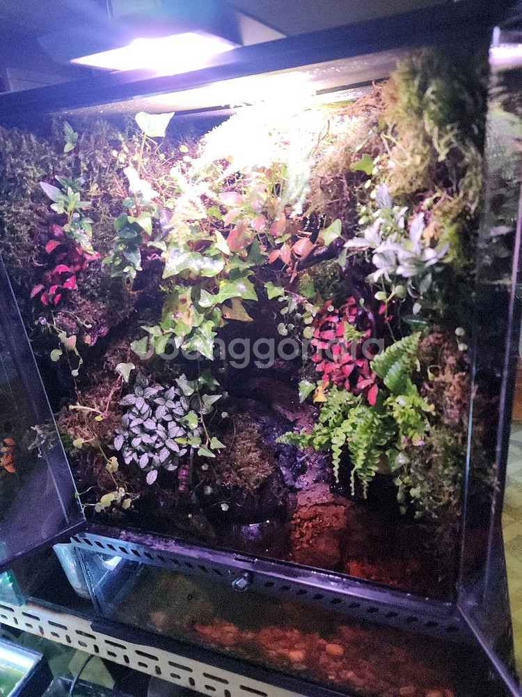 대형 정글 계곡뭂 팔루다리움 사육장--2