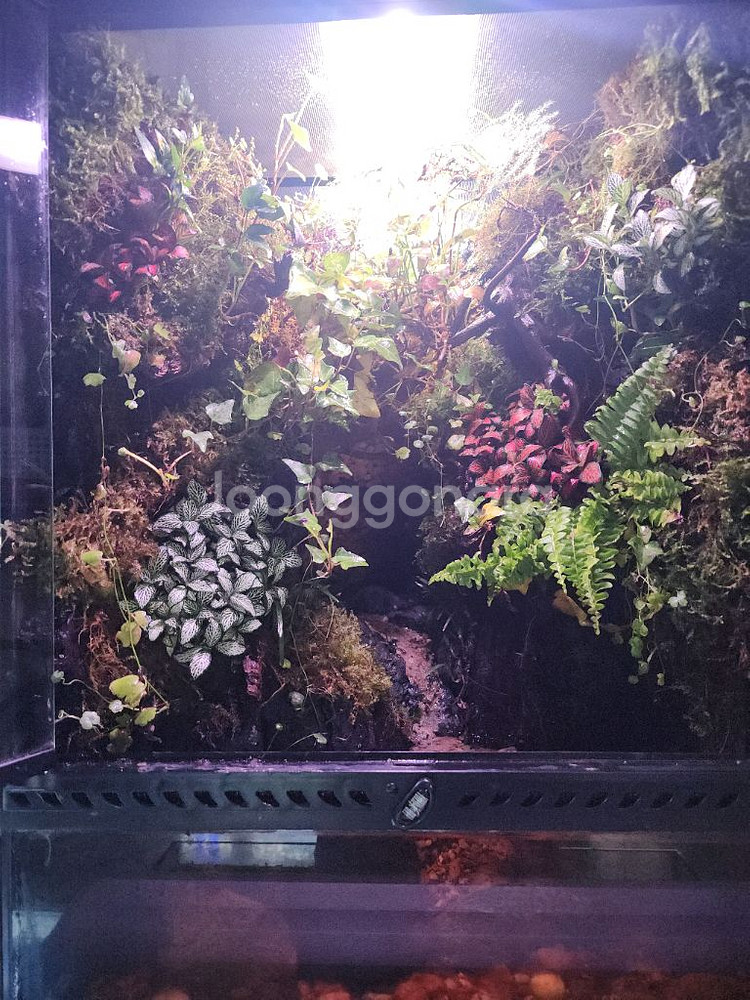 대형 정글 계곡뭂 팔루다리움 사육장--1