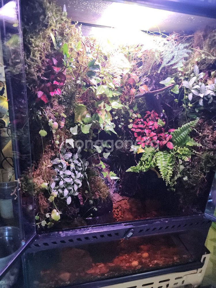 대형 정글 계곡뭂 팔루다리움 사육장--4