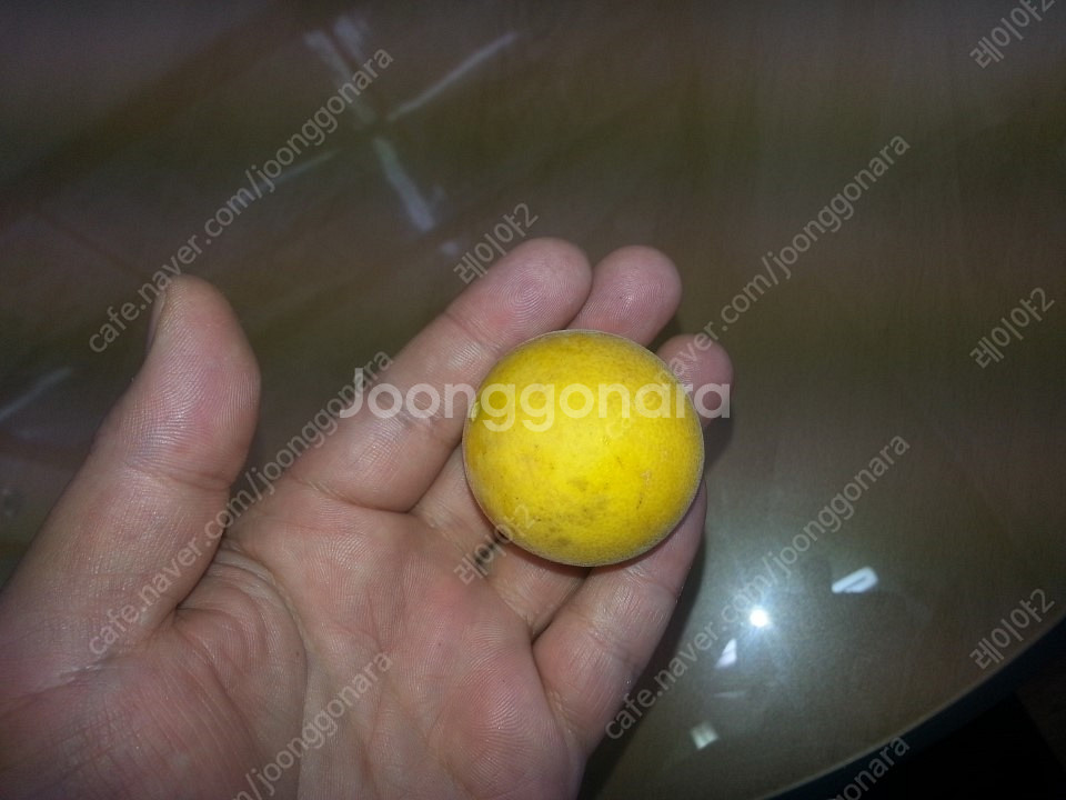 탱자~ 자연산 노란생탱자 떨이칩니다~--2