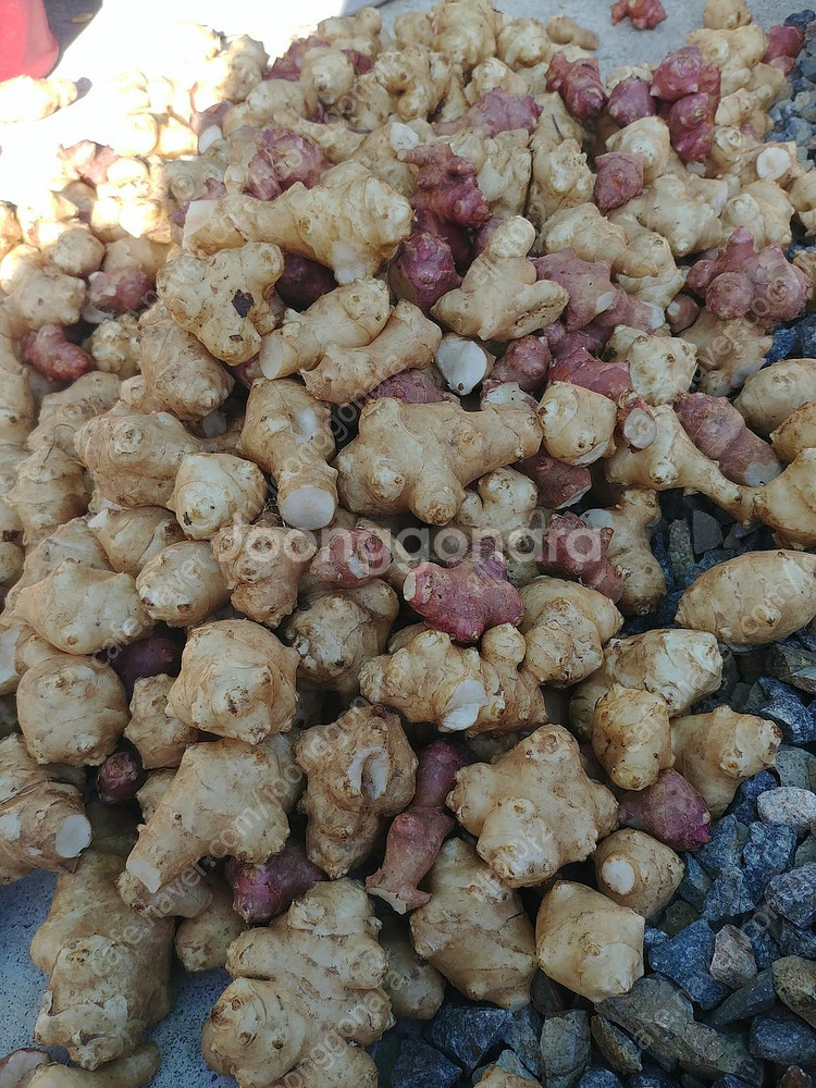 자연산 뚱딴지, 돼지감자 판매합니다~--0