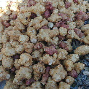 자연산 뚱딴지, 돼지감자 판매합니다~