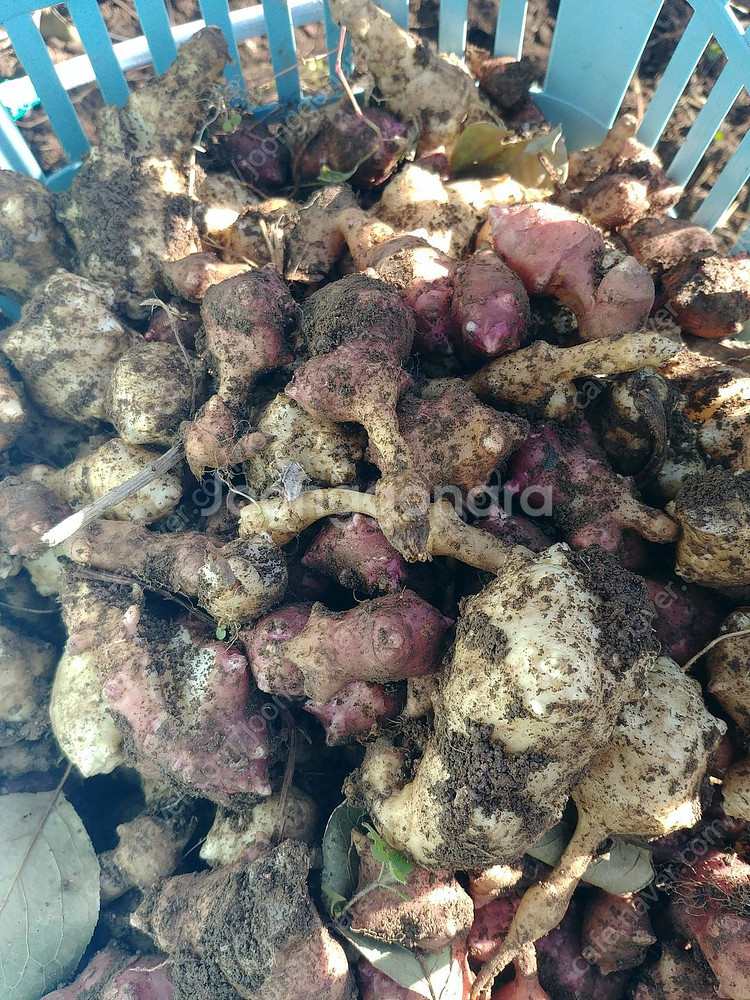 자연산 뚱딴지, 돼지감자 판매합니다~--1