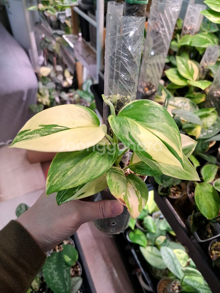 스킨답서스 트루비 알보 바리에가타--0